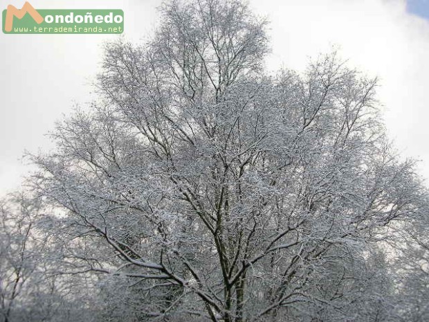 Nieve en Tronceda
Foto enviada por MCC.
