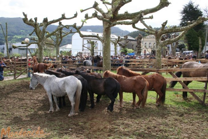 As Quendas 2007
Feria de ganado
