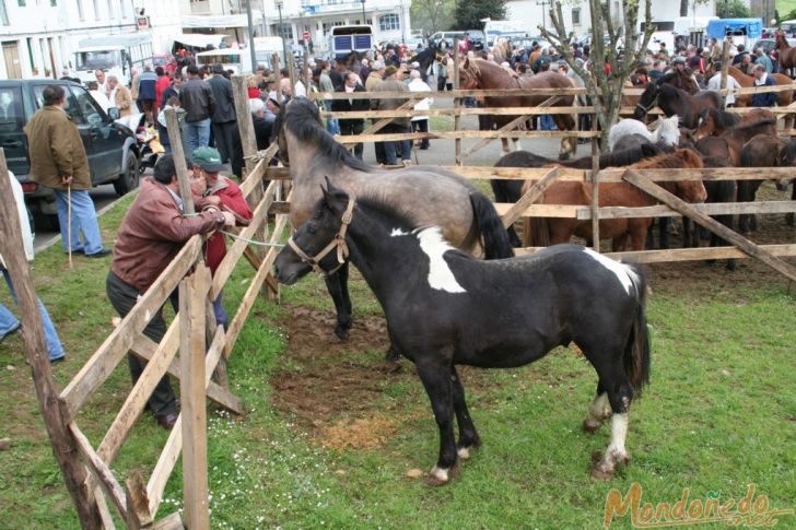 As Quendas 2007
Feria de ganado
