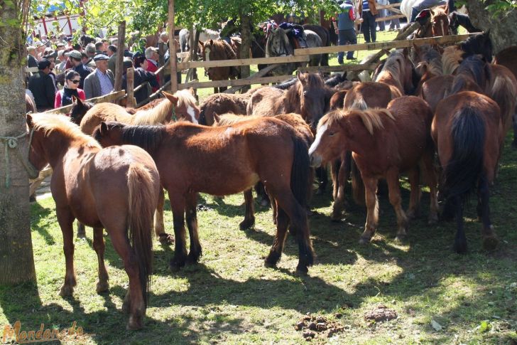 As Quendas 2009
Feria de ganado
