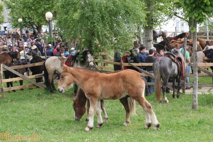 As Quendas 2008
Feria de ganado
