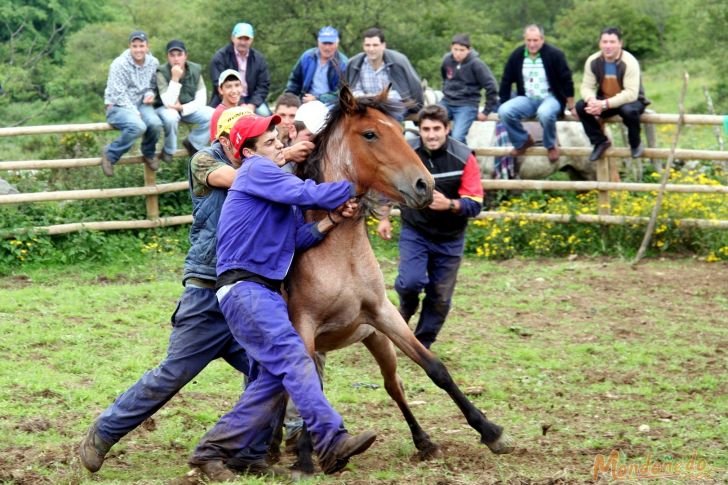 Rapa das Bestas
Agarrando un caballo
