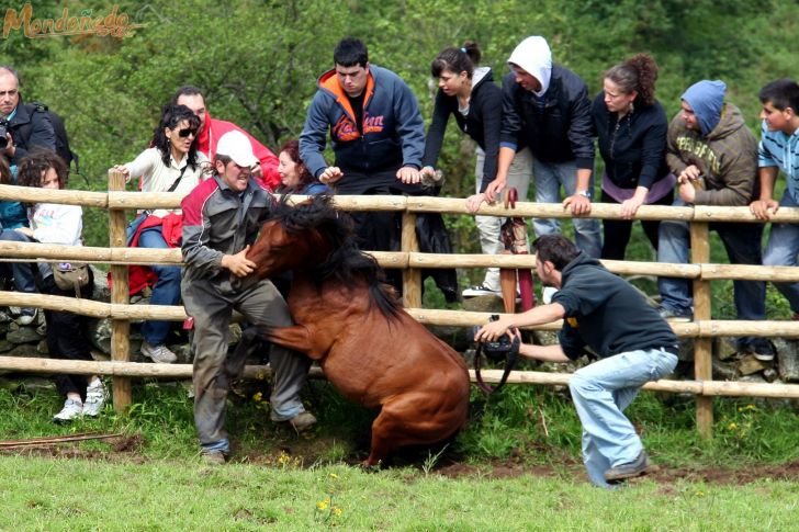 Rapa das Bestas
Tumbando un caballo
