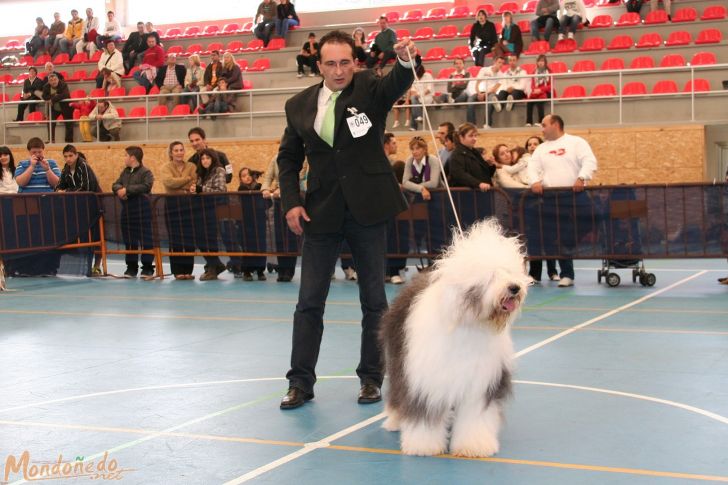 Concurso Canino
Participantes de la final
