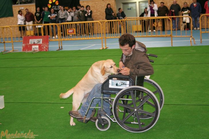 Concurso canino
Perros de ayuda a discapacitados
