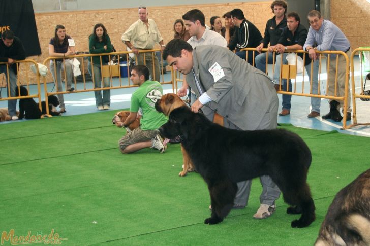 Concurso canino
Final del concurso
