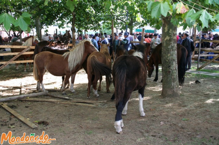 As San Lucas 2006
Los caballos en la feria
