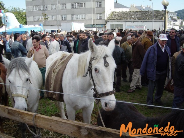 As San Lucas 2005
Los caballos en la feria
