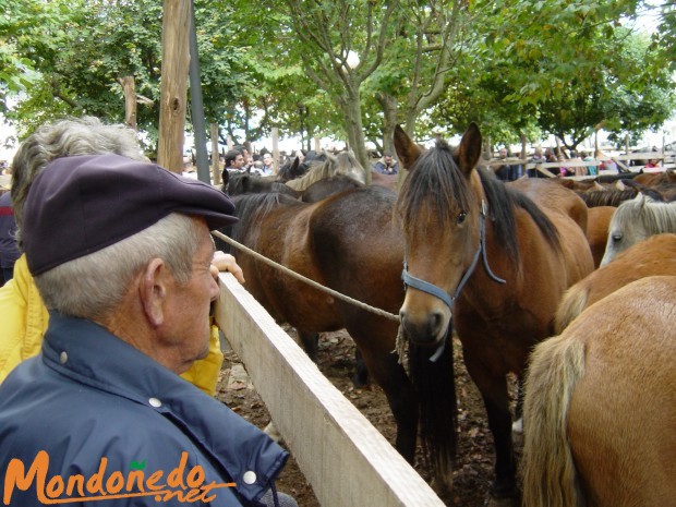 As San Lucas 2005
Feria de ganado
