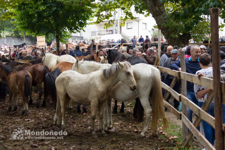 As San Lucas
Feria de ganado
