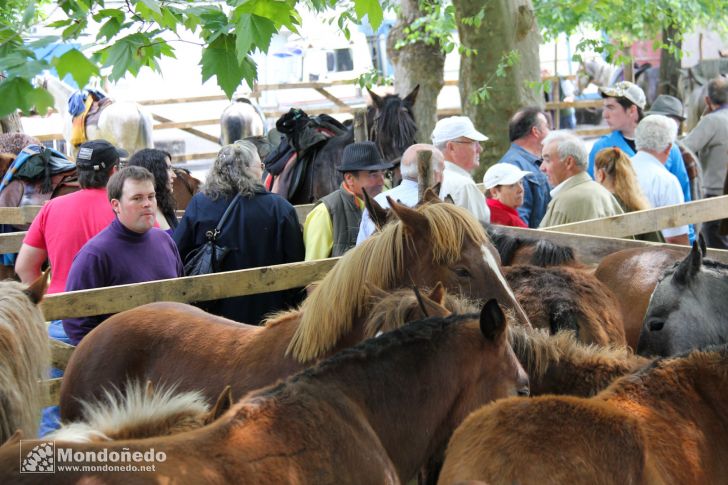 As Quendas 2011
Feria de ganado
