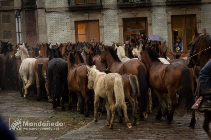 As San Lucas 2016
Llegada de los caballos
