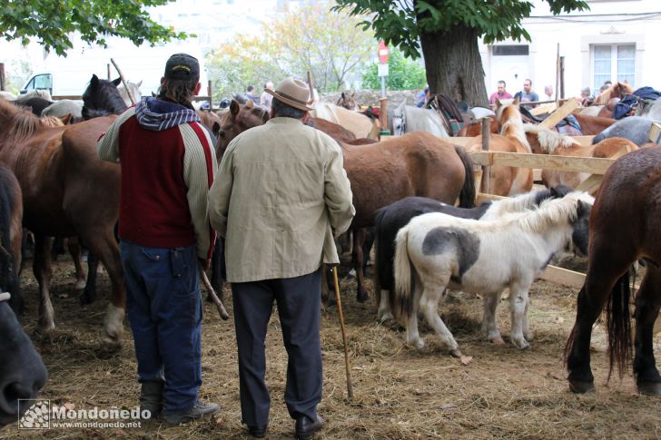 As San Lucas 2011 (18-Oct)
Feria de ganado
