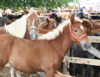 Feria de As San Lucas