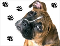 Concurso canino