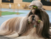 Concurso canino