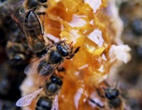 Abejas