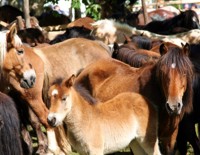 Feria de As Quendas