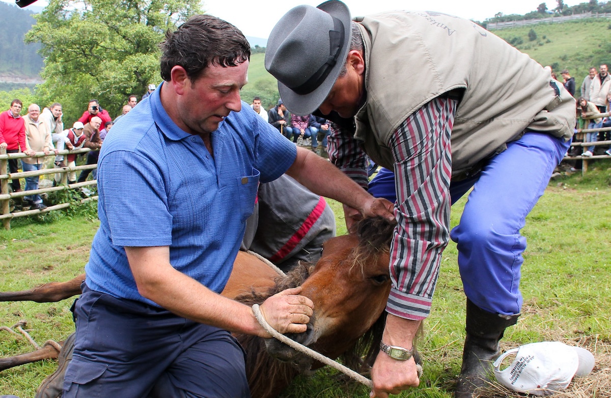 Los "agarradores" luchan a fuerza bruta con los caballos hasta que logran reducirlos