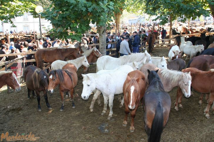 As San Lucas 2009
Feria de ganado
