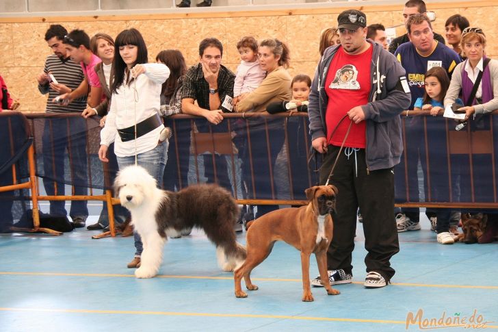 Concurso Canino
Un instante de las pruebas finales
