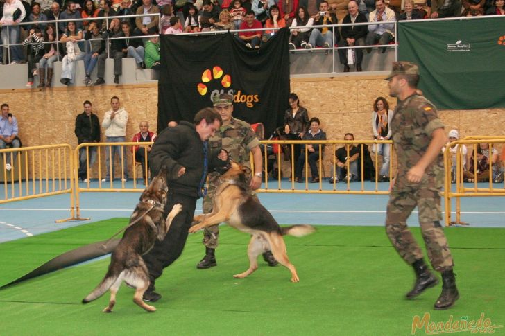 Concurso canino
Exhibición de Perros del Tercio Norte
