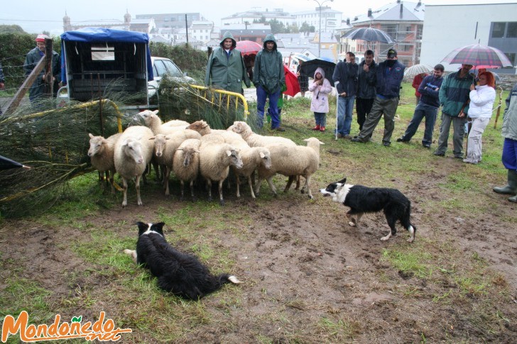 As San Lucas 2006
Guardando las ovejas
