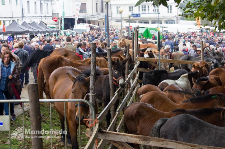 As San Lucas 2016
Feria de ganado
