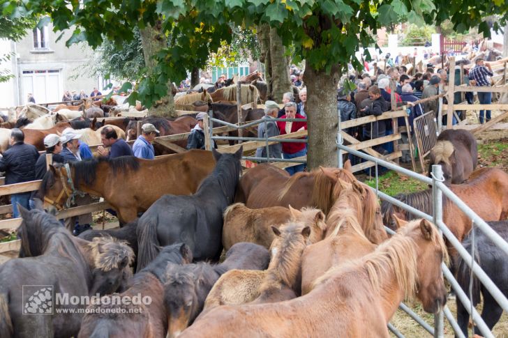 As San Lucas
Feria de ganado
